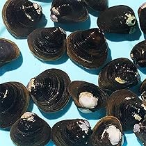 シジミ 71l1yw8CA+L._AC_UL210_SR210,